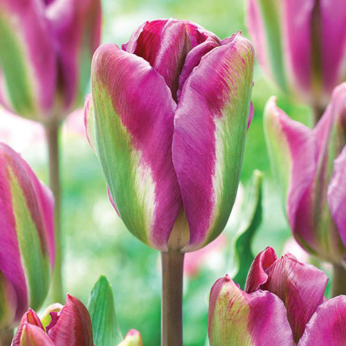 Tulpe Night Rider interface.art Bild 1 Tulpe Night Rider interface.image 1 interface.art 68044