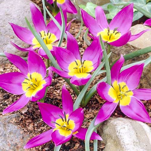 Tulpe Odalisque interface.art Bild 1 Tulpe Odalisque interface.image 1 interface.art 68079