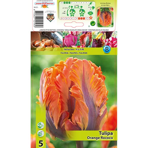 Tulpe Orange Rococo interface.art Bild 1 Tulpe Orange Rococo interface.image 1 interface.art 67784