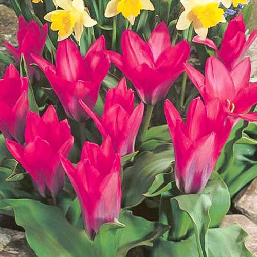 Tulpe Pink Dwarf interface.art Bild 1 Tulpe Pink Dwarf interface.image 1 interface.art 67794