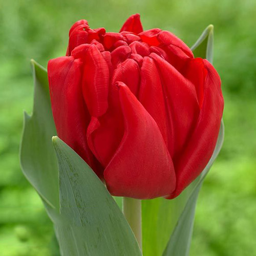 Tulpe Prince of Marvel interface.art Bild 1 Tulpe Prince of Marvel interface.image 1 interface.art 68041