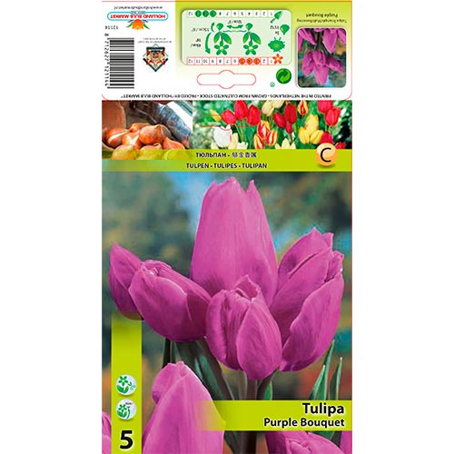 Tulpe Purple Bouquet interface.image 1 interface.art 67809
