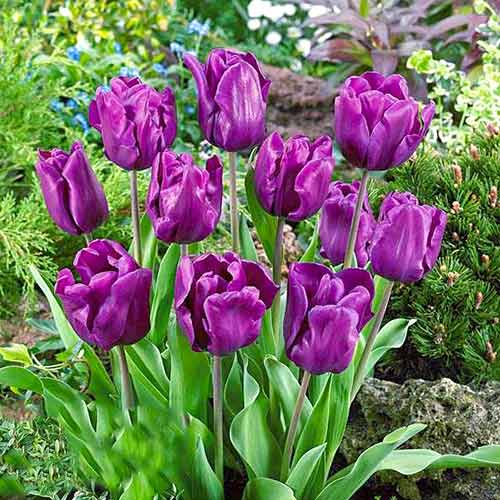 Tulpe Purple Rain interface.art Bild 1 Tulpe Purple Rain interface.image 1 interface.art 67792