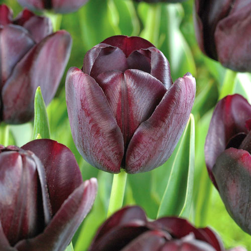 Tulpe Queen of Night interface.art Bild 1 Tulpe Queen of Night interface.image 1 interface.art 67741