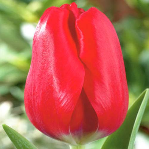 Tulpe Red Bull interface.art Bild 1 Tulpe Red Bull interface.image 1 interface.art 70261