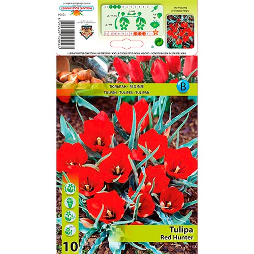 Tulpe Red Hunter interface.art Bild 1 Tulpe Red Hunter interface.image 1 interface.art 67822