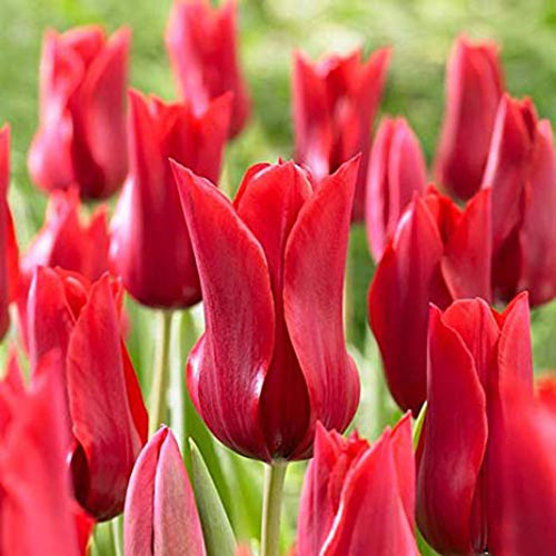 Tulpe Red Shine interface.art Bild 1 Tulpe Red Shine interface.image 1 interface.art 67481