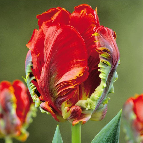 Tulpe Rococo Parrot interface.art Bild 1 Tulpe Rococo Parrot interface.image 1 interface.art 67817