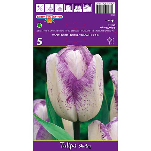 Tulpe Shirley interface.art Bild 1 Tulpe Shirley interface.image 1 interface.art 68114