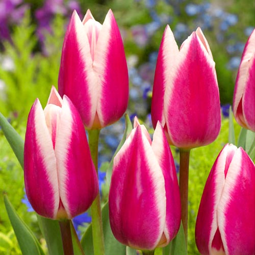 Tulpe Silk Surprise interface.art Bild 1 Tulpe Silk Surprise interface.image 1 interface.art 68117