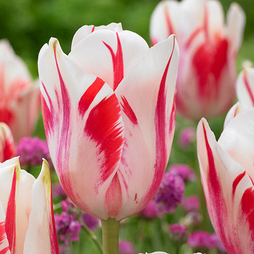 Tulpe Sorbet interface.art Bild 1 Tulpe Sorbet interface.image 1 interface.art 67835