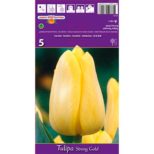 Tulpe Strong Gold interface.art Bild 1 Tulpe Strong Gold interface.image 1 interface.art 70220