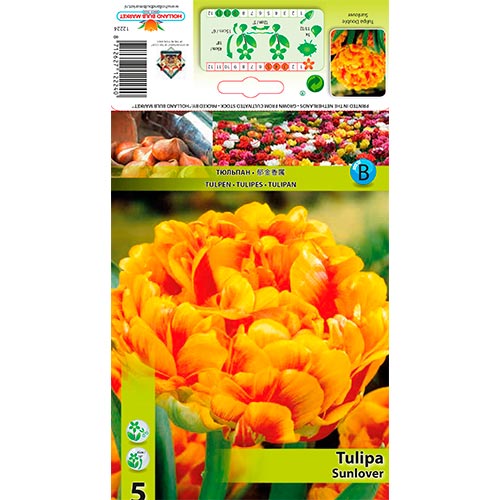 Tulpe Sunlover interface.art Bild 1 Tulpe Sunlover interface.image 1 interface.art 68042
