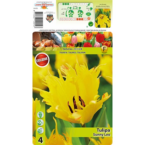 Tulpe Sunny Leo interface.art Bild 1 Tulpe Sunny Leo interface.image 1 interface.art 68400