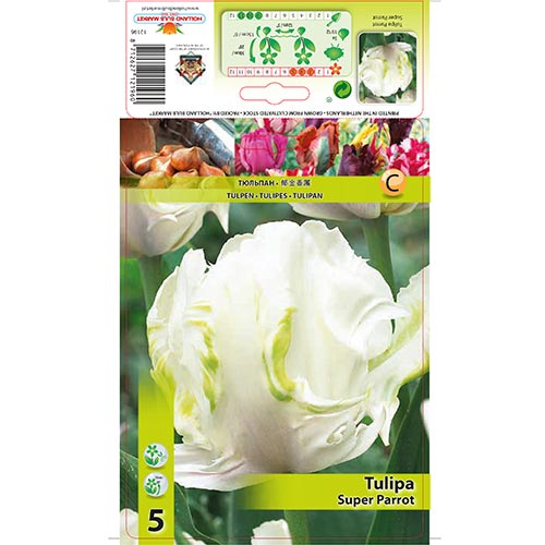 Tulpe Super Parrot interface.art Bild 1 Tulpe Super Parrot interface.image 1 interface.art 67802