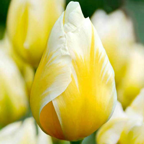 Tulpe Sweetheart interface.art Bild 1 Tulpe Sweetheart interface.image 1 interface.art 67830