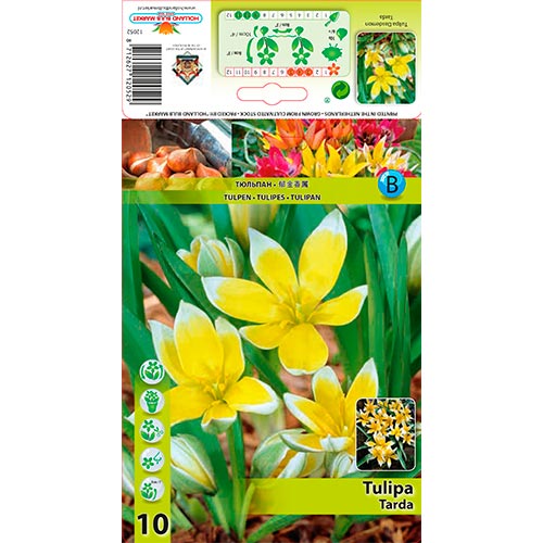Tulpe Tarda interface.art Bild 1 Tulpe Tarda interface.image 1 interface.art 70296