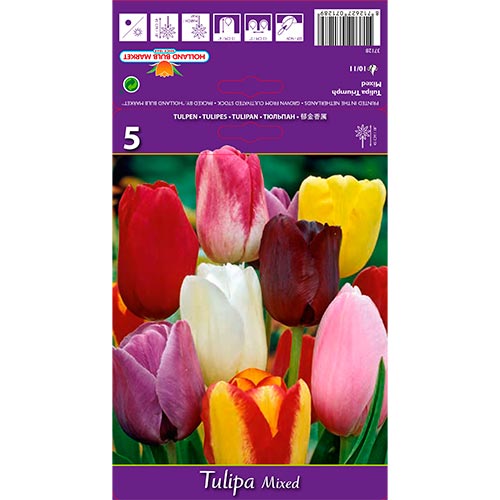 Tulpe Triumph, farbmischung interface.art Bild 1 Tulpe Triumph, farbmischung interface.image 1 interface.art 67846