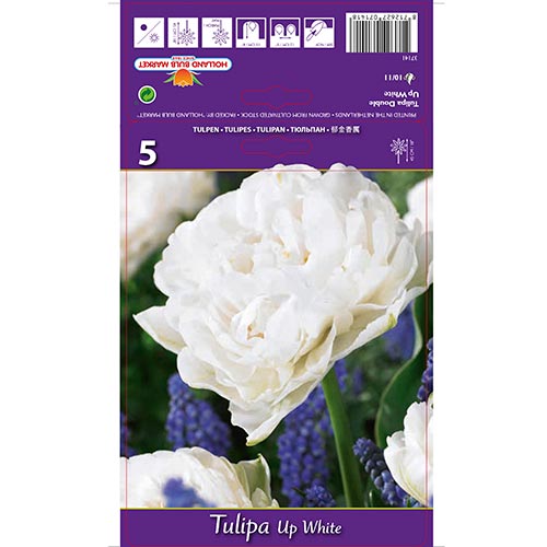 Tulpe Up White interface.art Bild 1 Tulpe Up White interface.image 1 interface.art 67768