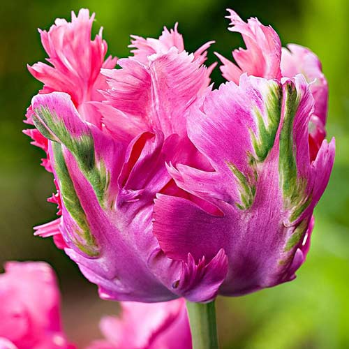 Tulpe Weber's Parrot Pink interface.art Bild 1 Tulpe Weber's Parrot Pink interface.image 1 interface.art 67711