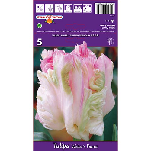 Tulpe Weber's Parrot interface.art Bild 1 Tulpe Weber's Parrot interface.image 1 interface.art 67710