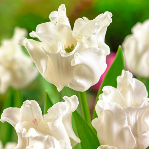 Tulpe White Liberstar interface.art Bild 1 Tulpe White Liberstar interface.image 1 interface.art 67848