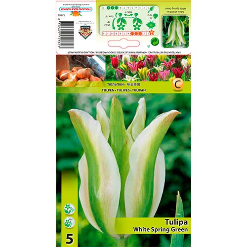 Tulpe White Spring Green interface.image 1 interface.art 67850