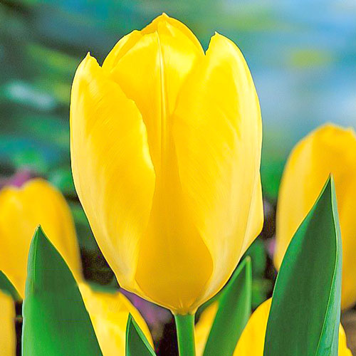 Tulpe Yellow Purissima interface.art Bild 1 Tulpe Yellow Purissima interface.image 1 interface.art 67734