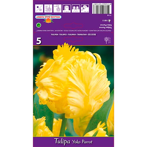 Tulpe Yoko Parrot interface.art Bild 1 Tulpe Yoko Parrot interface.image 1 interface.art 67736