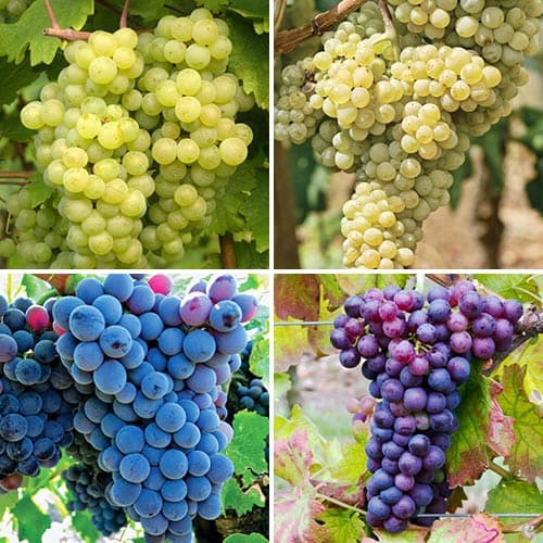 Tolles Angebot! Elita Weintrauben, Set mit 4 Setzlingen interface.image 1 interface.art 6952