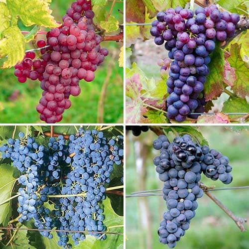 Tolles Angebot! Excellence Weitrauben, Set mit 4 Setzlingen interface.art Bild 1 Tolles Angebot! Excellence Weitrauben, Set mit 4 Setzlingen interface.image 1 interface.art 4905