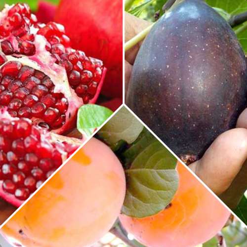 Tolles Angebot! Exotische Fruchte, Set mit 3 Setzlingen interface.image 1 interface.art 4878