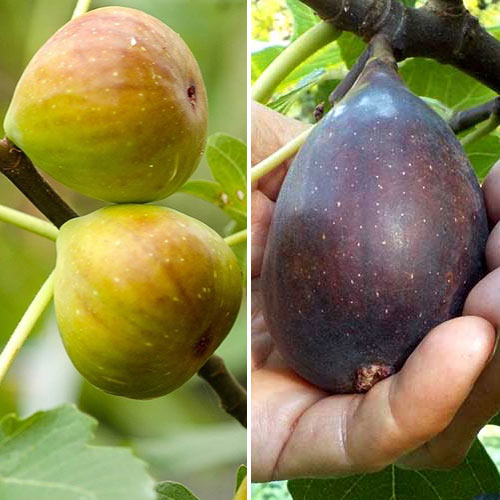 Tolles Angebot! Feigenbäume, Set mit 2 Setzlingen interface.image 1 interface.art 5186