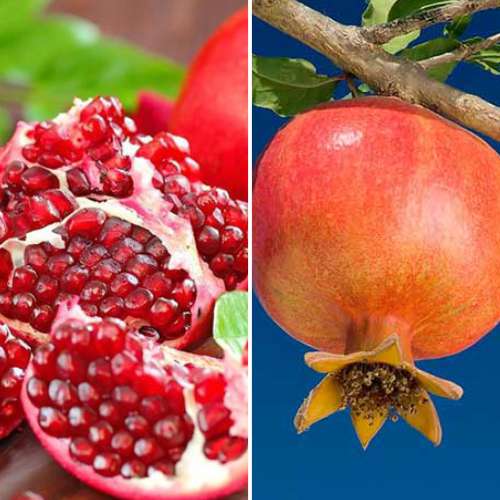 Tolles Angebot! Granatapfel Duo, Set mit 2 Setzlingen interface.image 1 interface.art 4879