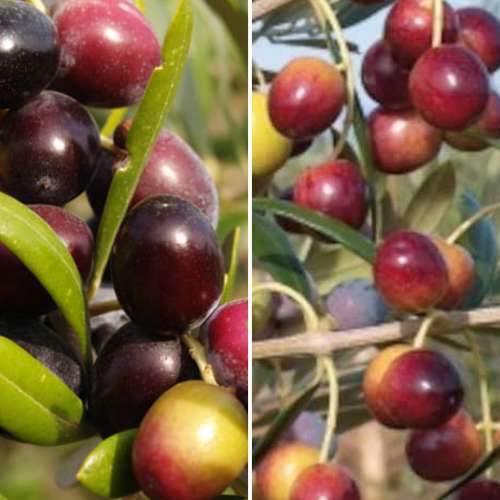 Tolles Angebot! Olivenbaum, Set mit 2 Setzlingen interface.image 1 interface.art 4882