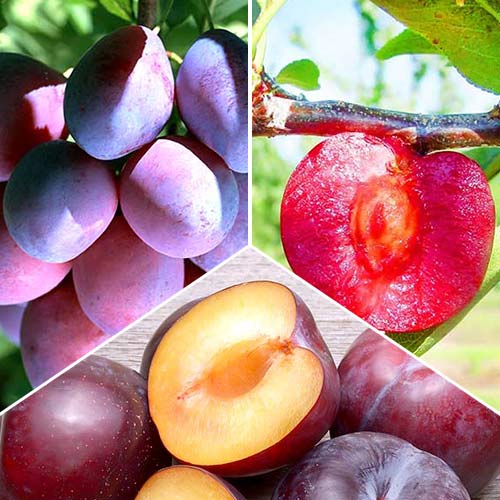 Pflaumen Trio, Set mit 3 Setzlingen interface.art Bild 1 Pflaumen Trio, Set mit 3 Setzlingen interface.image 1 interface.art 5185