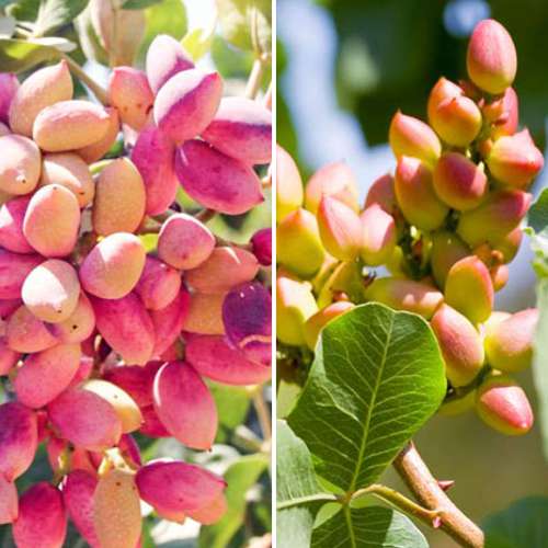 Tolles Angebot! Pistazien, Set mit 2 Setzlingen interface.image 1 interface.art 4883