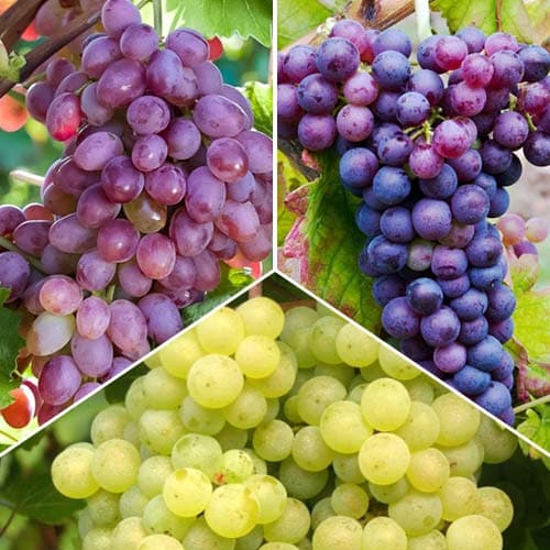 Tolles Angebot! Prestige Weintrauben, Set mit 3 Setzlingen interface.art Bild 1 Tolles Angebot! Prestige Weintrauben, Set mit 3 Setzlingen interface.image 1 interface.art 6977