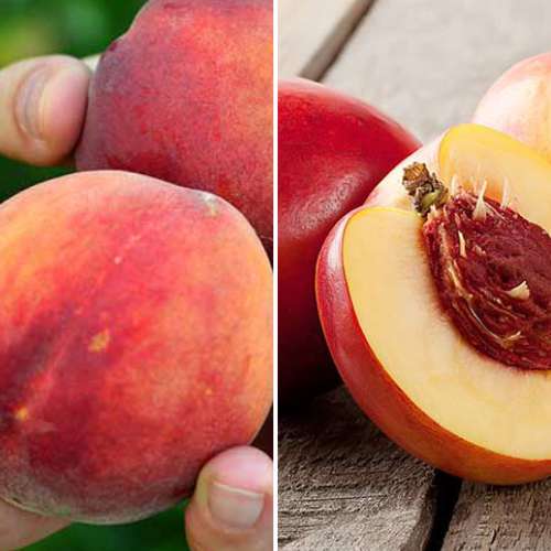 Tolles Angebot! Reichliche Ernte, Set mit 2 Setzlingen interface.image 1 interface.art 4877