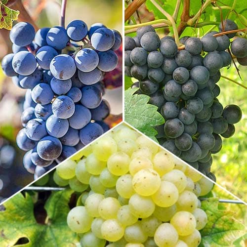 Tolles Angebot! Top Weintrauben, Set mit 3 Setzlingen interface.art Bild 1 Tolles Angebot! Top Weintrauben, Set mit 3 Setzlingen interface.image 1 interface.art 4908