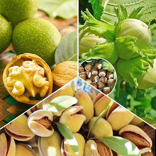 Tolles Angebot! Walnuss, Set mit 3 Setzlingen interface.image 1 interface.art 6944