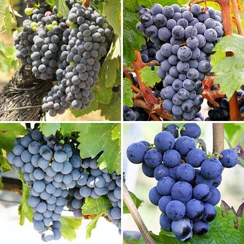 Tolles Angebot! Weintrauben, Set mit 4 Setzlingen interface.art Bild 1 Tolles Angebot! Weintrauben, Set mit 4 Setzlingen interface.image 1 interface.art 4907