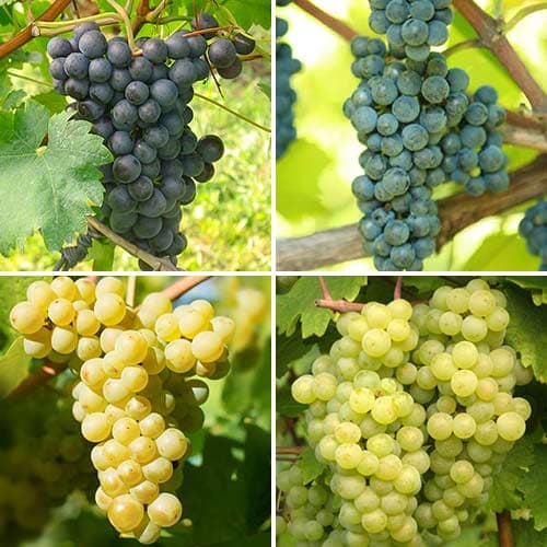 Tolles Angebot! Weintrauben der Verlockung, Set mit 4 Setzlingen interface.image 1 interface.art 4904
