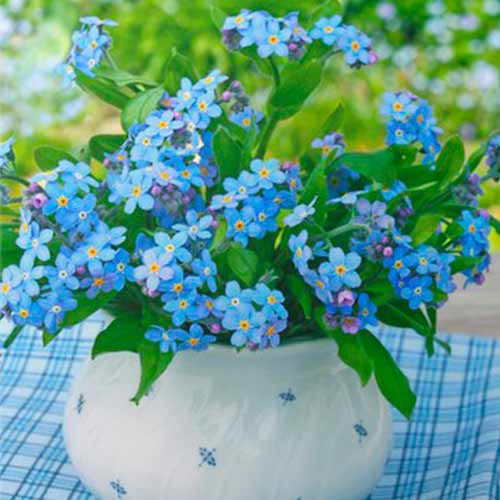 Vergissmeinnicht Ocean Carpet interface.image 1 interface.art 96589