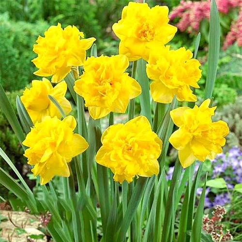 Volle Narzisse Double Gold Medal interface.image 1 interface.art 67646