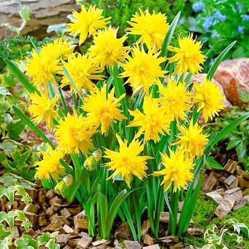 Volle Narzisse Rip van Winkle interface.image 1 interface.art 67660