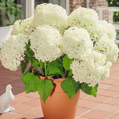 Schneeballhortensie Annabelle, P9 interface.image 1 interface.art 9025