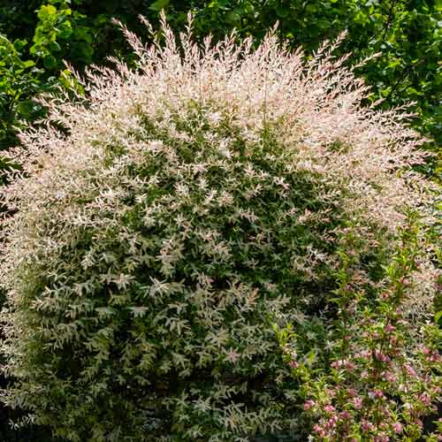 Weide Japanische Hakuro Nishiki interface.image 1 interface.art 5626