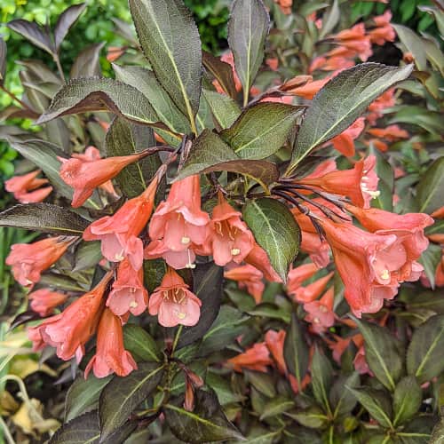Weigela All Summer Peach, С2 interface.art Bild 1 Weigela All Summer Peach, С2 interface.image 1 interface.art 8269