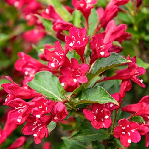 Weigela All Summer Red, С2 interface.art Bild 1 Weigela All Summer Red, С2 interface.image 1 interface.art 8270
